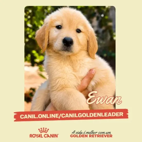 Ewan - filhote Golden Retriever de canil especializado, Araraquara