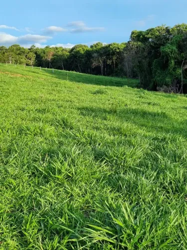 Chácara 40.000m2 Gameleira de Goiás só R$ 590 mil