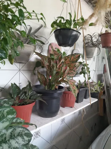 Plantas lindas,  diferentes e bem cuidada.