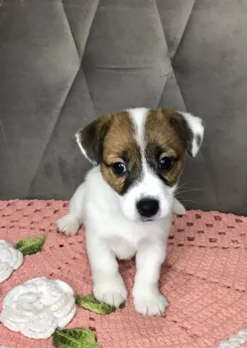 Jack Russell Terrier Filhote (Legítimo e Vacinado)