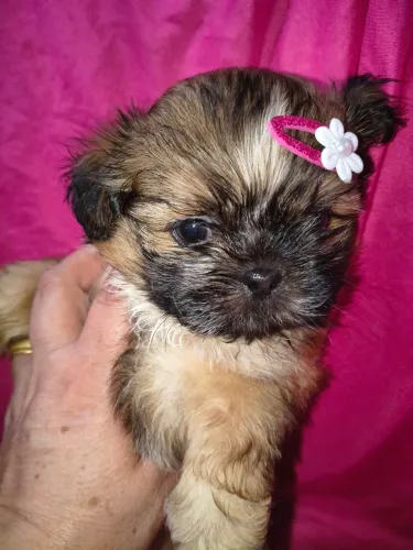 VD filhote fêmea de Shi Tzu pequena 