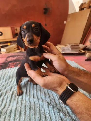 Cachorro 