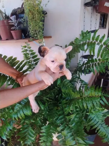 Filhote fêmea de buldogue francês