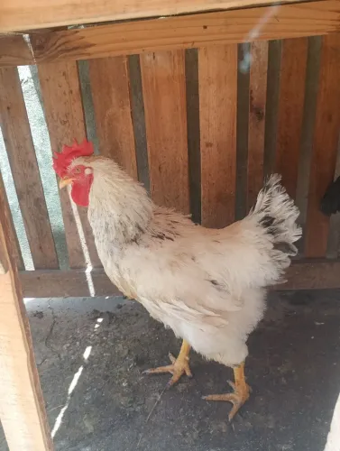Galo novo