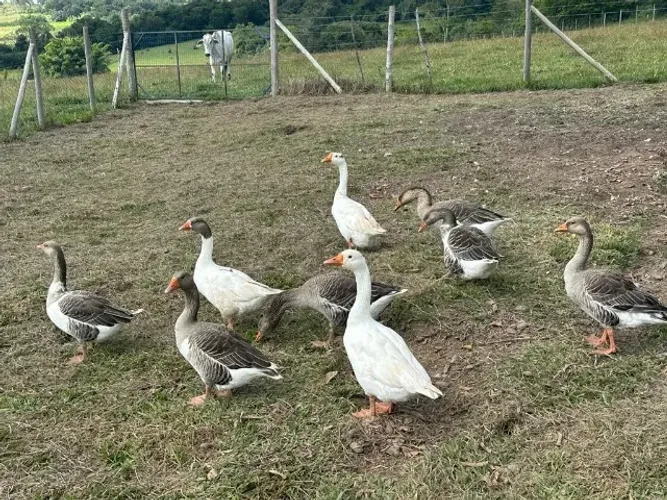 Casal de ganso
