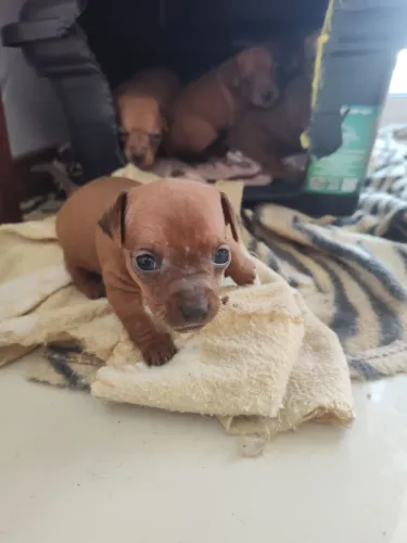 Filhotes de pinscher 1