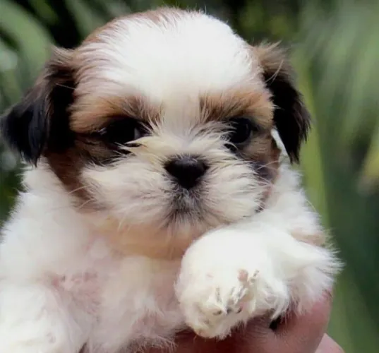 Filhote shih tzu, Quem resiste a um olhar carinhoso e um rabinho abanando?