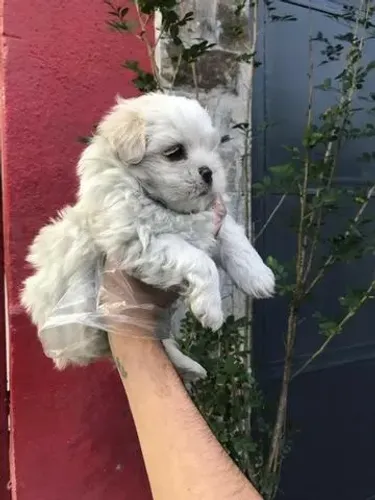 Uma bolinha de pelos pronta para conquistar seu coração ? Maltês até 12x sem juros
