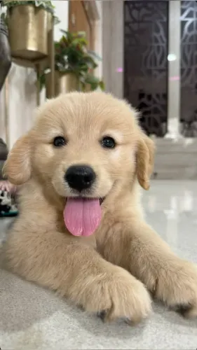 Filhote de Golden Retriever Para Uma Família Cheia de Amor