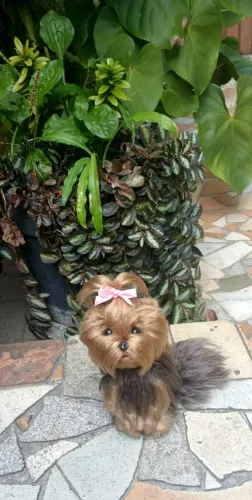 Mini dog