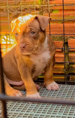 Cachorro