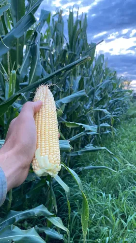 Vende-se silagem de milho 