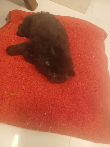Filhote de Gato Persa - Último Disponível 