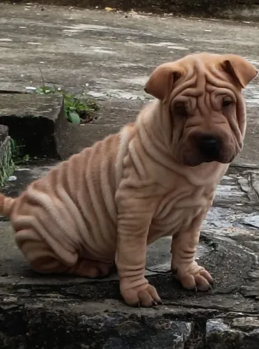 Filhotes de shar-pei disponível 