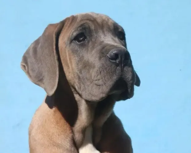 Filhote cane corso macho