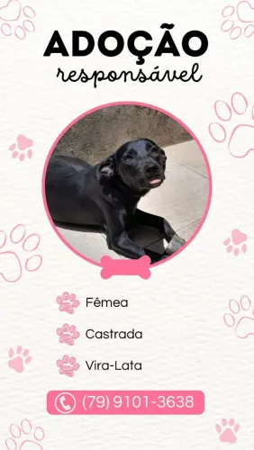 Doação Cadela
