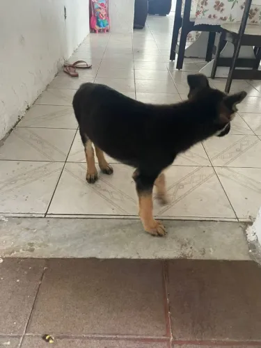 Pastor alemão capa preta