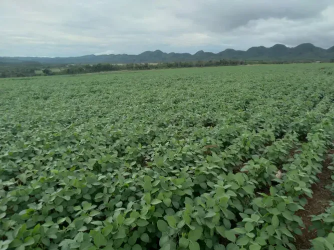 Fazenda em Niquelândia Goiás, 392 alqueires R$: 47.040.000