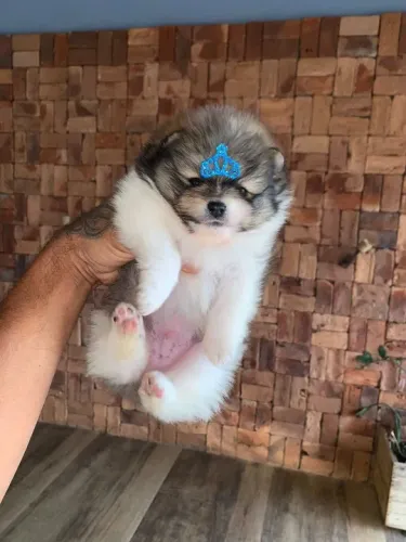 Spitz alemão anao ursinho - bibelô