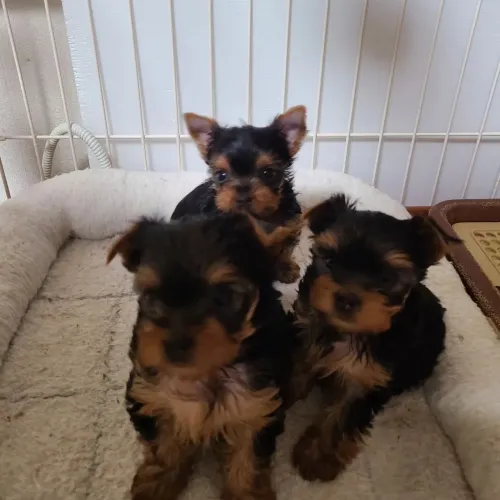 Yorkshire Micro - miniatura de luxo