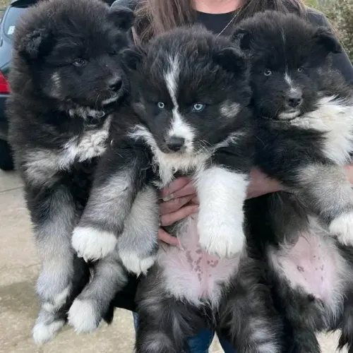 Filhotes de Border Collie | Fofura que não dá pra resistir!