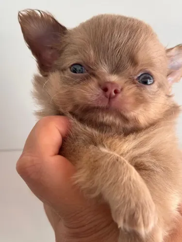 Chihuahua Pêlo longo coloração Isabela com lindos olhos claros!