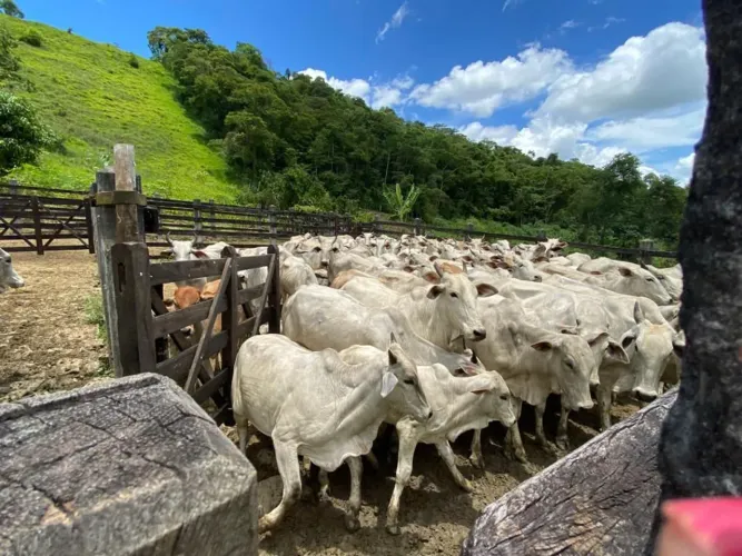 Lindas novilhas nelore