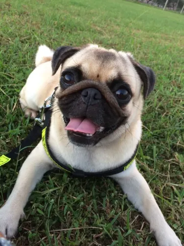 Pug filhote - com coleira verde limão