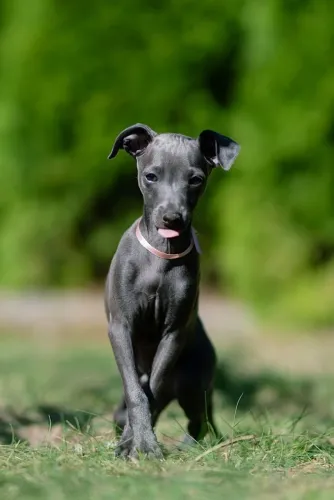 Temos Galgo Italiano com entrega em 3 dias