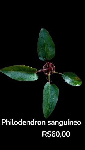 Philodendron sanguíneo 