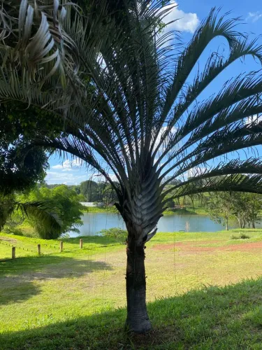 ANUAL Casas/chácaras urbana na BR-153 Jaiara