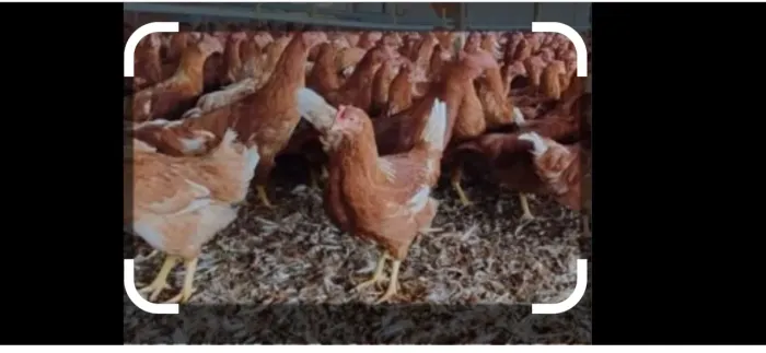 Galinha poedeira BR 51 iniciando ciclo de postura