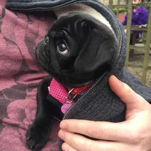 Filhote Pug, esses filhotes podem causar dependência emocional!