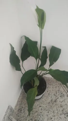 Planta Lírio da Paz