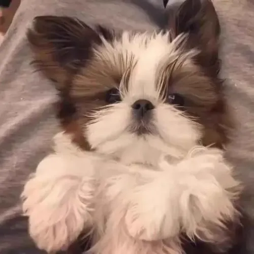 Filhote Shih Tzu, Aumor Puro!