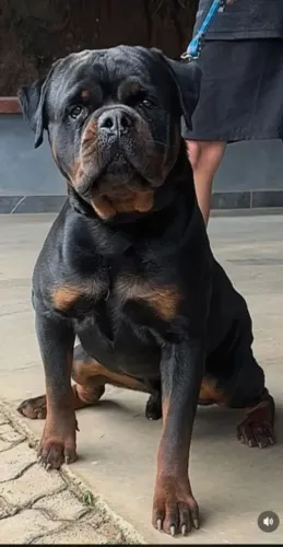 Filhote macho com pedigree !