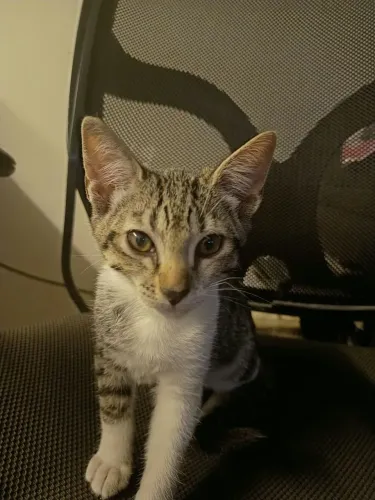 Doação de filhotes de gato