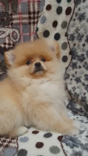 Spitz alemao femea 