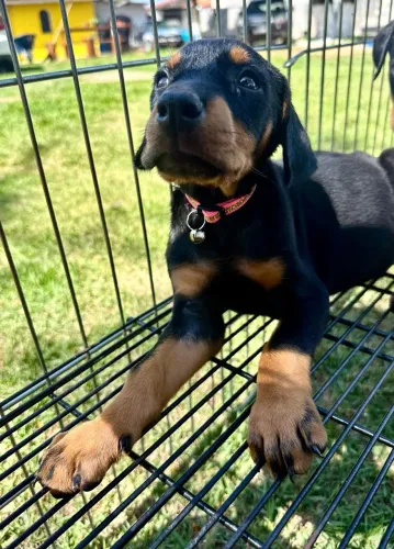 Belíssimo filhotes Dobermann padrão top