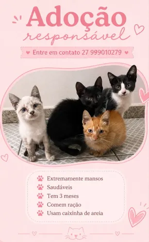 Gatinhos para adoção responsável 