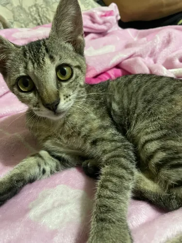 Gatinha para adoção 