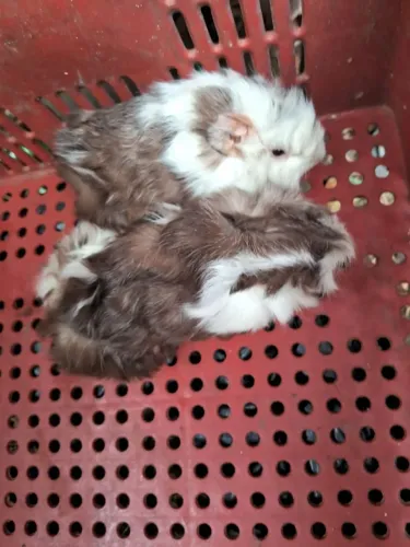 Filhotes de porquinho da Índia abissinio 