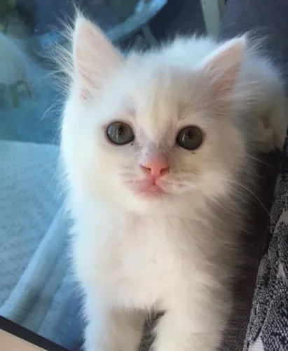 Angora turco