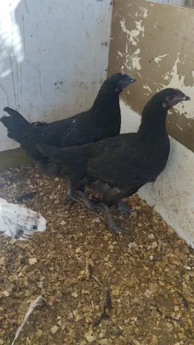Frangas gigante negro