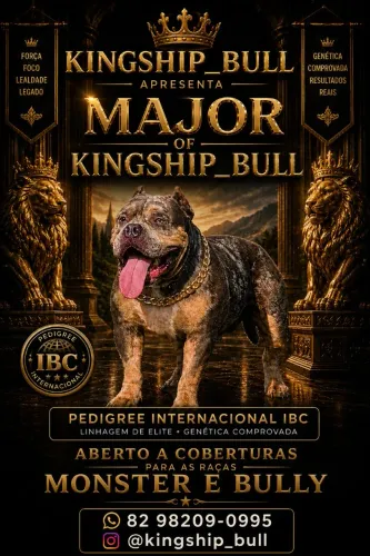 Macho Bully XL aceito no Monster  Pedigree IBC disponível pra cruza 
