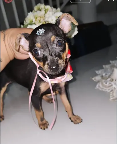 Pinscher fêmea linda disponível