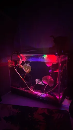 Aquário 18L Completo