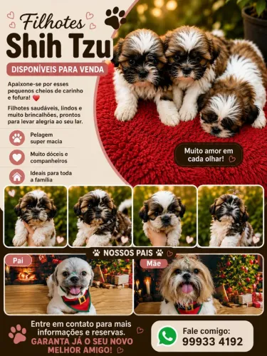 Filhotes shiatsu disponíveis para venda