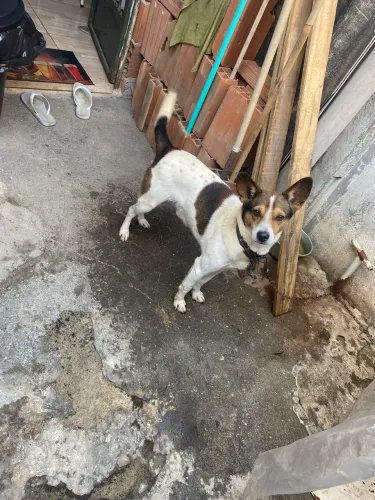 Doação de cachorrinho 