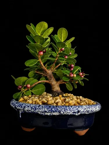 Bonsai Ficus Panda Produzindo / Vaso de Cerâmica Azul Lava - Hajime Bonsai 
